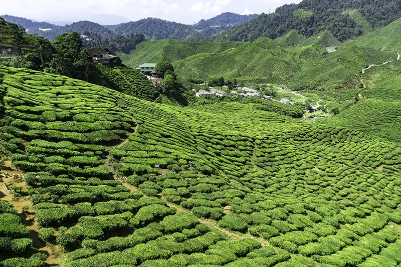 Rolling green tea plantations covering the hills of Cameron Highlands.
