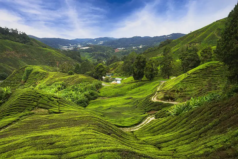 Scenic view of lush green tea plantations in Cameron Highlands, a top destination for short trips in Malaysia.
