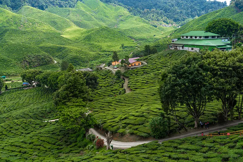 cameron highlands malaysia