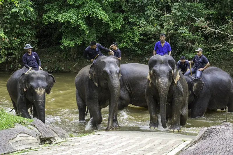 malaysia elephant sanctuary