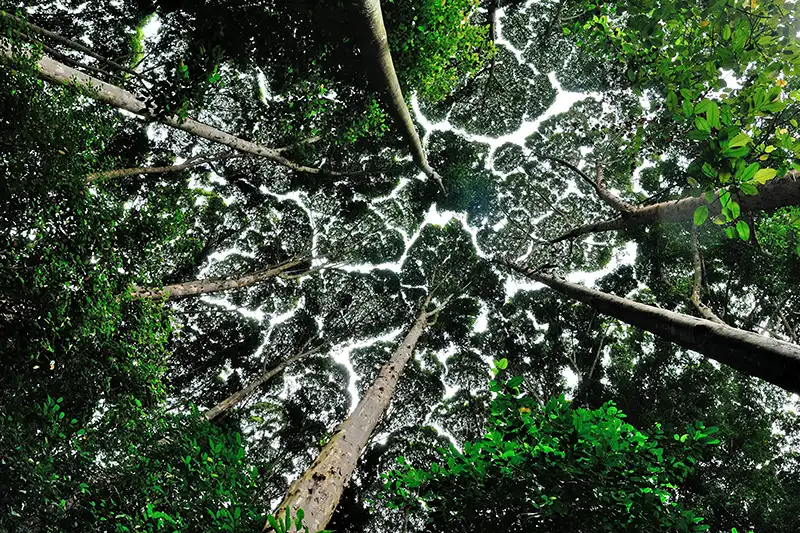 A view of the forest canopy showing the crown shyness effect at Forest Research Institute Malaysia (FRIM).