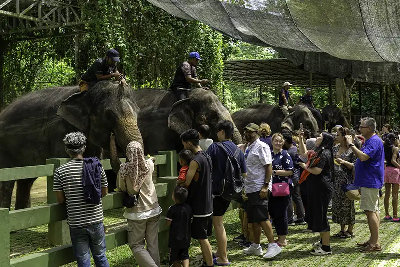 Visitors interacting with elephants during day trips from Kuala Lumpur to Kuala Gandah Elephant Sanctuary.