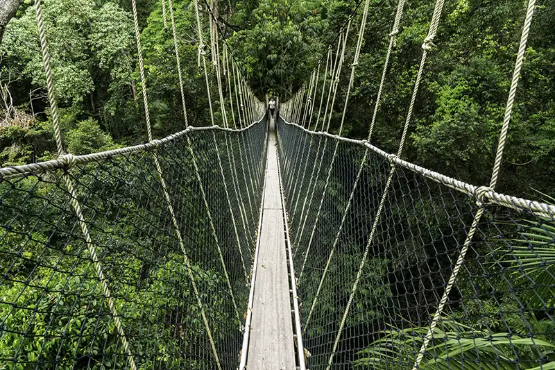 Suspension canopy walkway through lush rainforest in Taman Negara National Park.