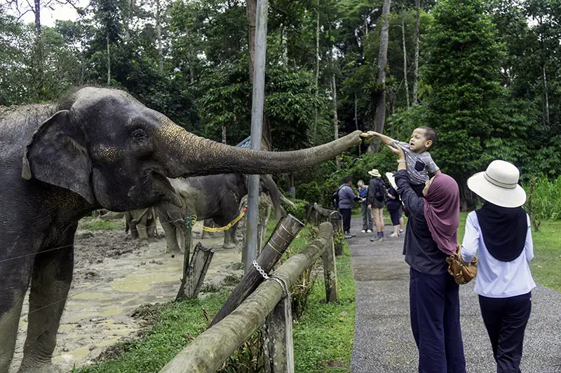 A family interacting with an elephant at Kuala Gandah Elephant Sanctuary, a popular day trip and one of the best activities in Kuala Lumpur.
