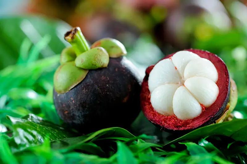 Fresh mangosteen fruit, known as the queen of fruits,