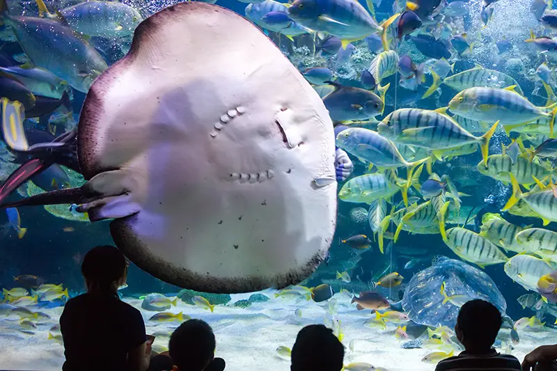 Visitors admiring a giant stingray at KLCC Aquaria, a popular family-friendly attraction and one of the top things to do in Kuala Lumpur.