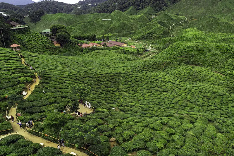 Aerial view of lush tea plantations in Cameron Highlands, a top scenic destination in Malaysia"