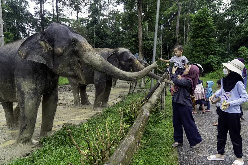 Visitors feeding elephants at the Malaysia Elephant Conservation Centre, a top family-friendly place in Malaysia