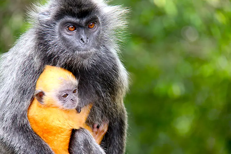 Silver leaf monkey with baby in Kuala Selangor, a top wildlife attraction in Malaysia