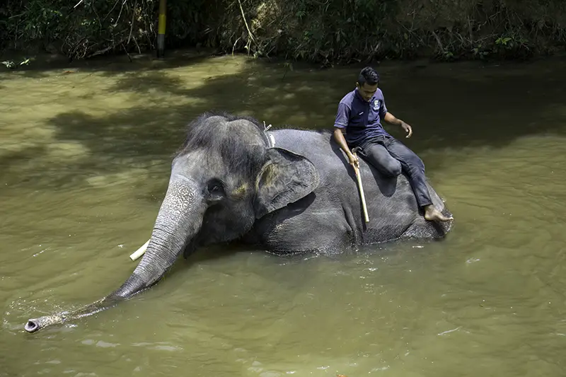 An elephant enjoying a bath in the river at Malaysia Elephant Sanctuary, guided by a mahout for its daily cleaning process.