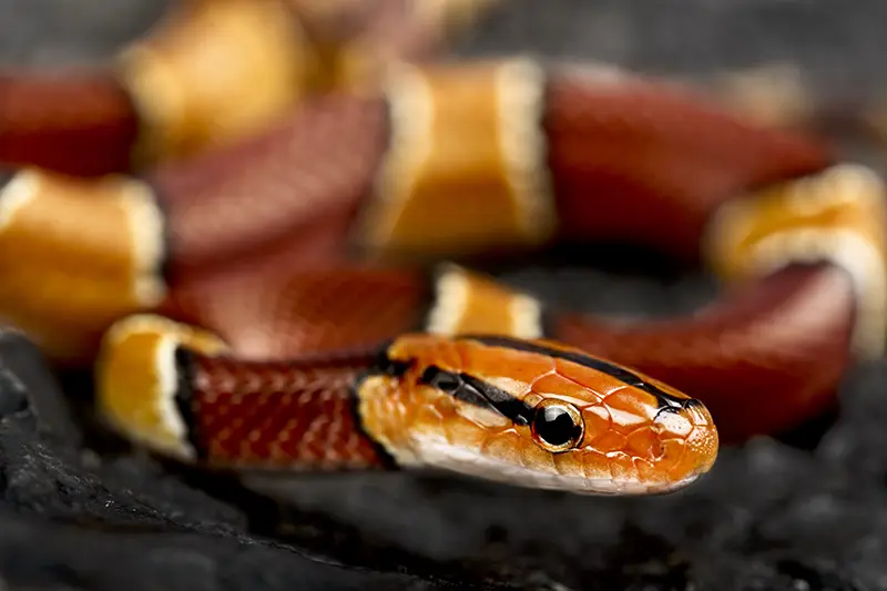 Close-up of a Broad-banded Mountain Rat Snake on display at the Butterflies Garden, a unique Cameron Highlands attraction