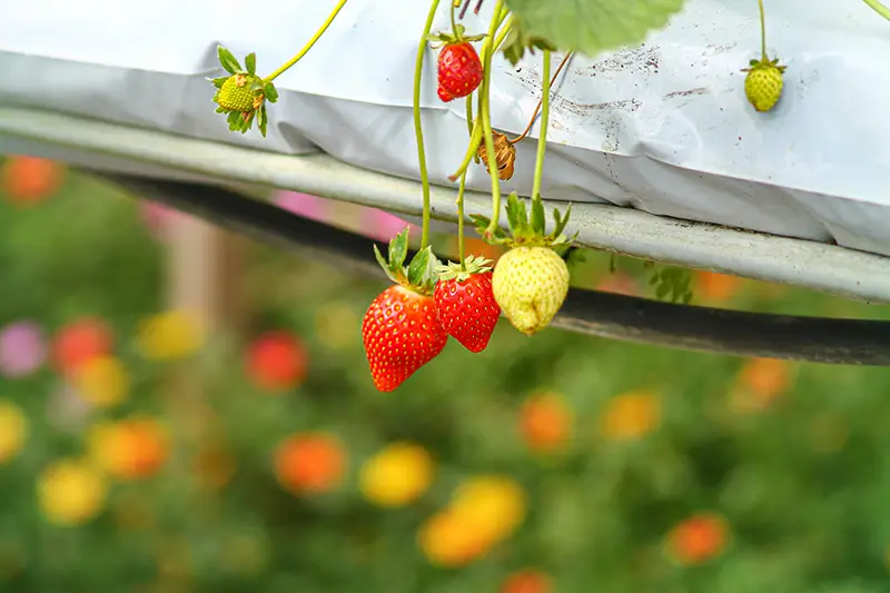 Close-up of ripe and unripe strawberries hanging from plants at a Cameron Highlands strawberry farm
