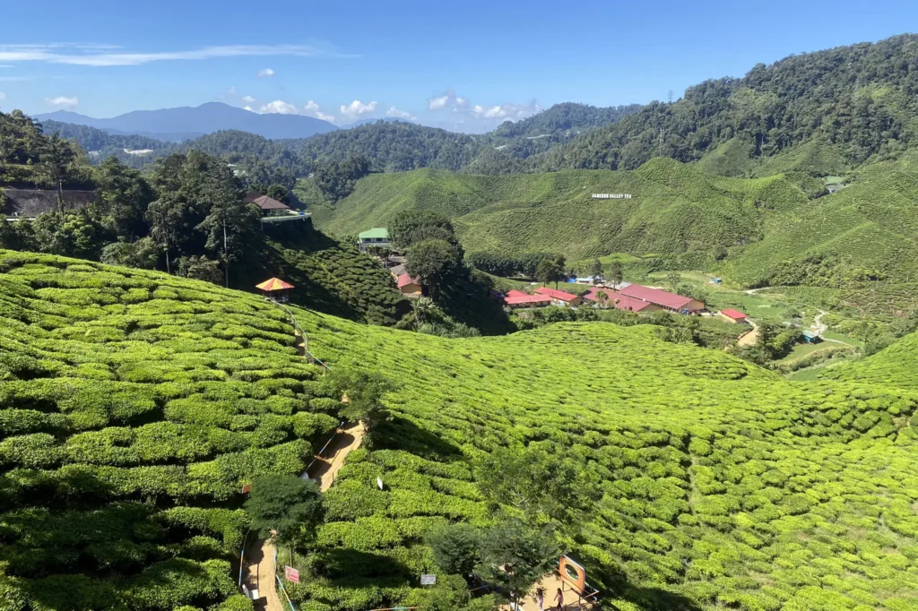 Scenic view of Cameron Valley Tea Plantation with walking paths and lush green hills in Cameron Highlands