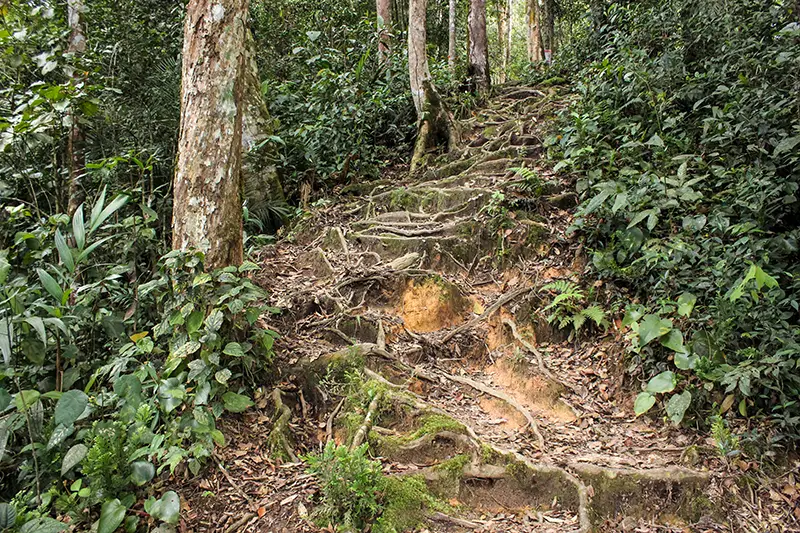 Jungle trekking trail with exposed tree roots in Cameron Highlands rainforest, one of the adventurous things to do in Cameron Highlands