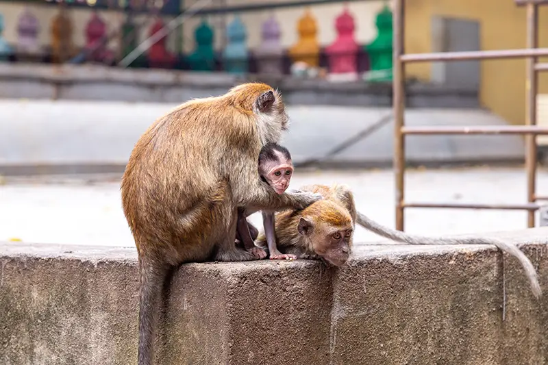 A family of long-tailed macaques resting on a ledge at Batu Caves staircase, with colorful temple structures in the background.