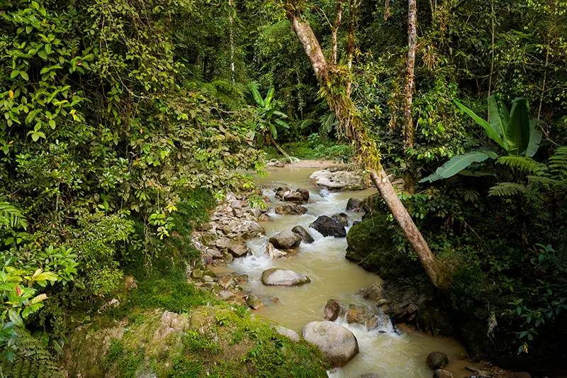 Small stream surrounded by dense greenery along the trail to Parit Falls, one of the accessible waterfalls in Cameron Highlands